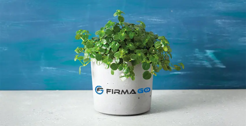 ROŚLINY OZDOBNE W TWOIM OTOCZENIU – CZY TO TYLKO KWESTIA ESTETYKI?